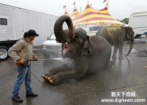 实拍动物奇趣瞬间,萌翻了